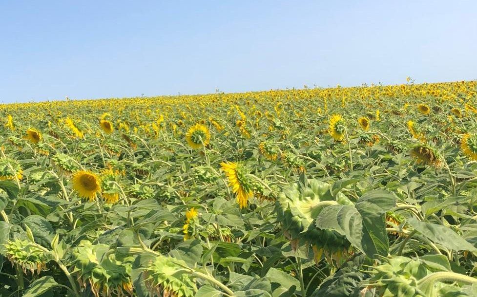 Crece la intención de siembra de girasol | Revista Verde