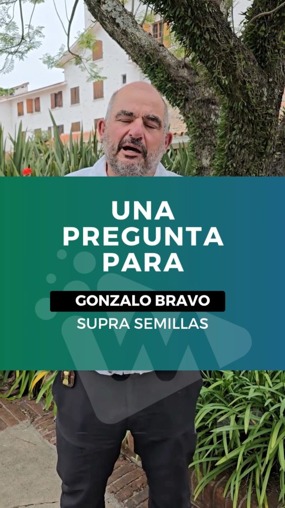 ¿Por qué Uruguay puede llegar a las 500.000 hectáreas de maíz?