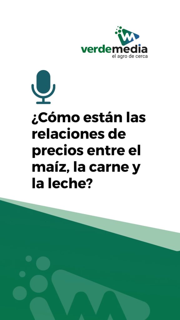 ¿Cómo están las relaciones de precios entre el maíz, la carne y la leche? Andrés Contatore de @fucrea.uy y @cuatrohojas_uy en el marco de la jornada sobre maíz de segunda de @procampouruguay y @suprasemillas
