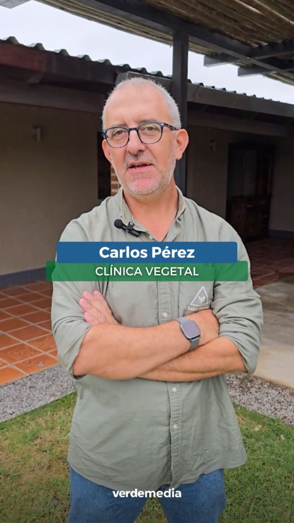 Se confirmó en Uruguay el primer caso de roya asiático, Carlos Pérez de la @clinicavegetal plantea las estrategias de control